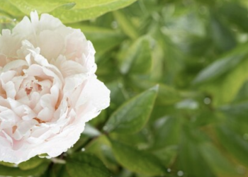 How To Grow Peonies: A Beginner’s Guide
